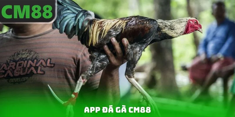 App Đá Gà CM88 - Live Mượt Mà, Cược Thả Ga Nhận Quà