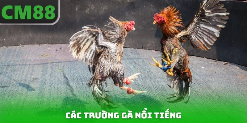Các Trường Gà Nổi Tiếng Nhất, Đẳng Cấp Và Uy Tín Trong 2026