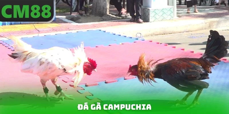 Đá Gà Campuchia - Kịch Tính Sát Phạt, Nhận Thưởng Giá Trị