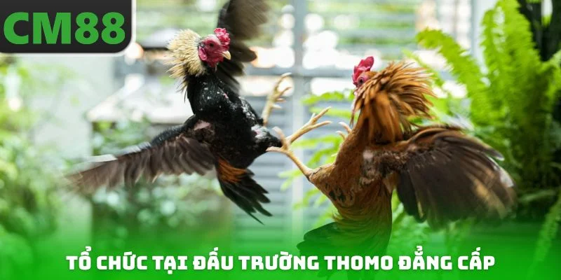 Tổ chức tại đấu trường Thomo đẳng cấp